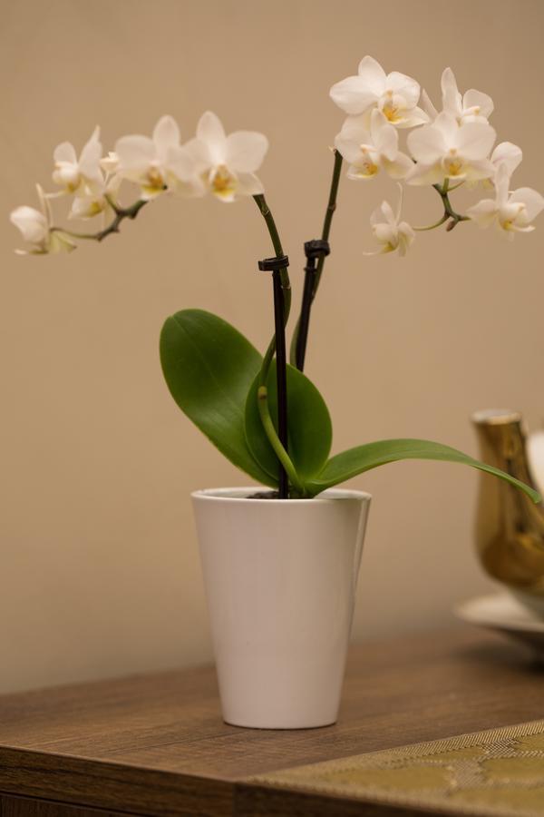 Civico Cinque Home Luxury Apartment サレルノ エクステリア 写真